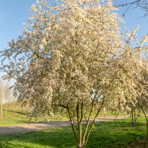 Okrasná jabloň (Malus) ´EVERESTE´ - výška 140-170 cm, kont. C35L